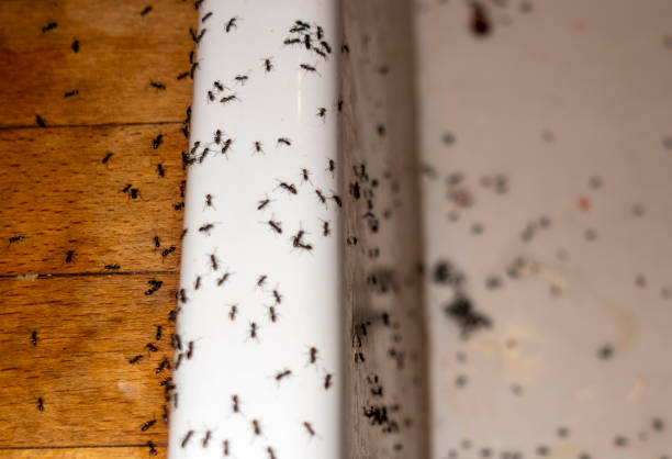 Best Pest Control for Homes  in Lakeland, MN